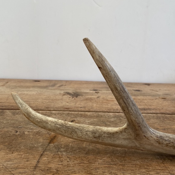 Decorative Antler - Picture 4 of 13